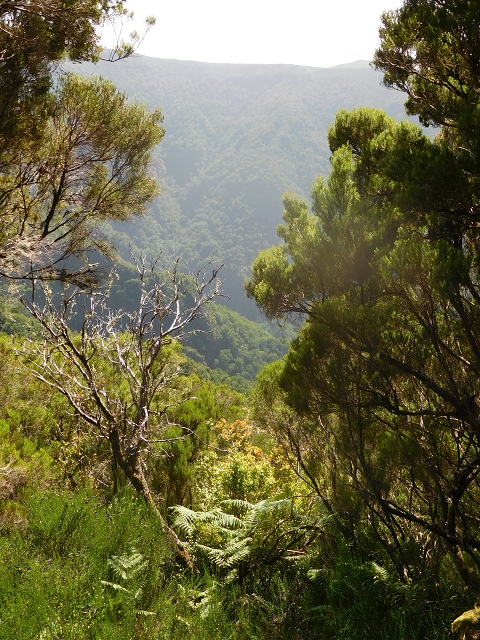 10 August 2015 Levada do Norte and Barbinhas ascent — The way back — photo 16