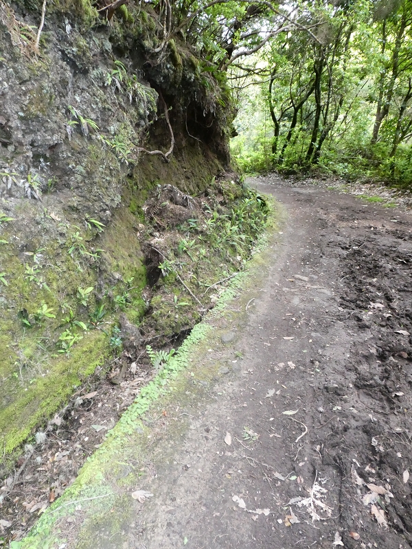 Levada da Serra do Faial von Lamaceiros/Lombo da Raiz zum Pico do Infante — Abschnitt 1 — Foto 8