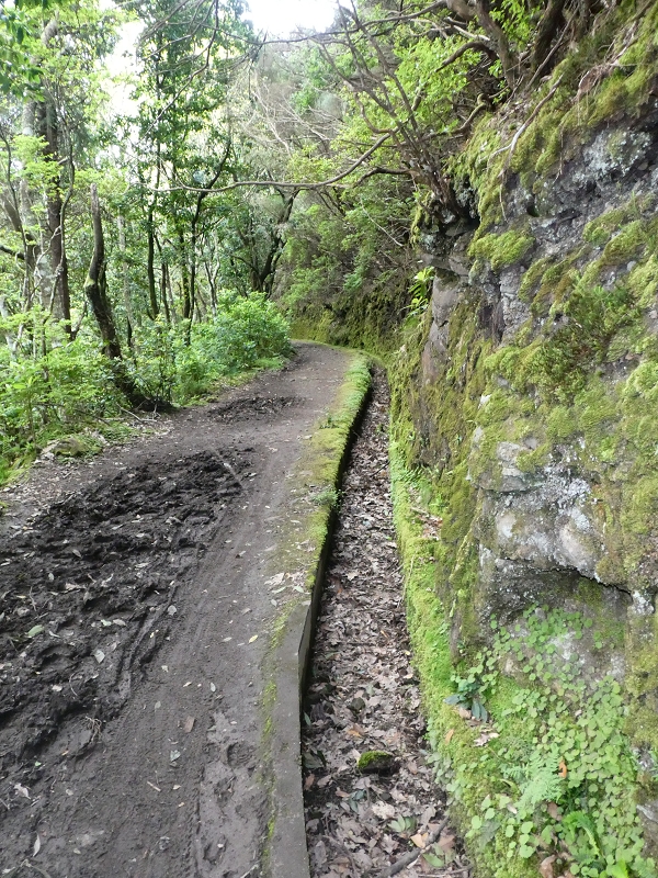 Levada da Serra do Faial von Lamaceiros/Lombo da Raiz zum Pico do Infante — Abschnitt 1 — Foto 9