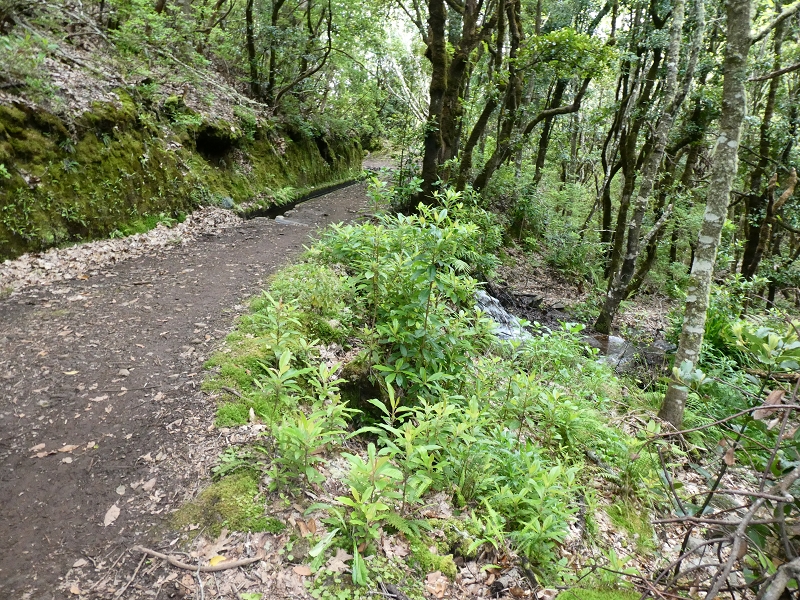 Levada da Serra do Faial von Lamaceiros/Lombo da Raiz zum Pico do Infante — Abschnitt 1 — Foto 6