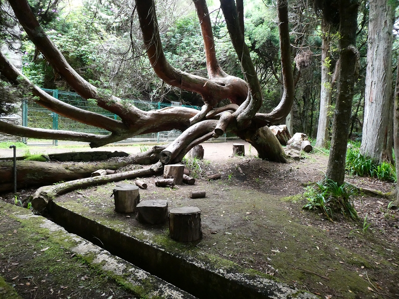 Levada da Serra do Faial von Lamaceiros/Lombo da Raiz zum Pico do Infante — Abschnitt 1 — Foto 4