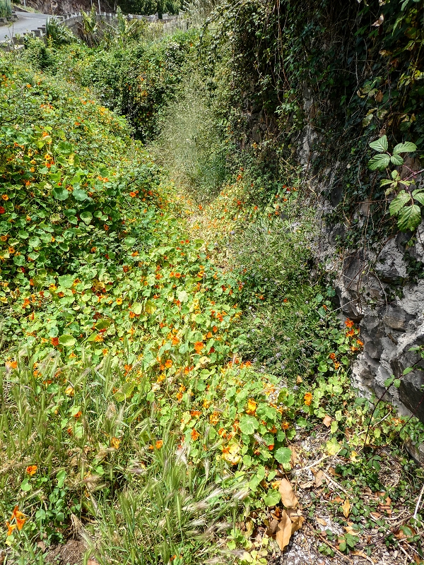 11.05.2019 Nochmals auf die Levada da Roda — On along the main branch to the wash house — photo 4