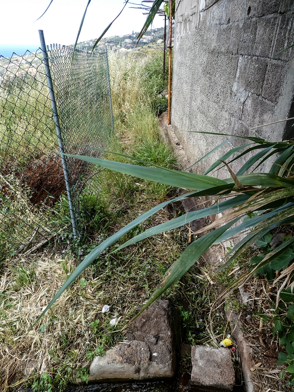Levada da Roda — Der südöstliche Endast — Foto 4