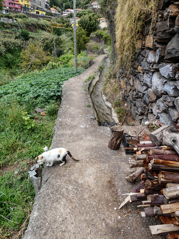 11.05.2019 Nochmals auf die Levada da Roda — On the Levada da Roda to the first branch — photo 2