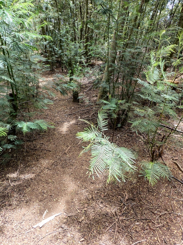 11.05.2019 Nochmals auf die Levada da Roda — Levada traces and the start of the ruined south-western terminal branch — photo 5