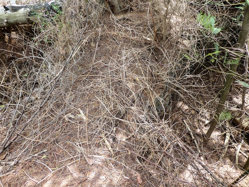 11.05.2019 Nochmals auf die Levada da Roda — Levada traces and the start of the ruined south-western terminal branch — photo 6