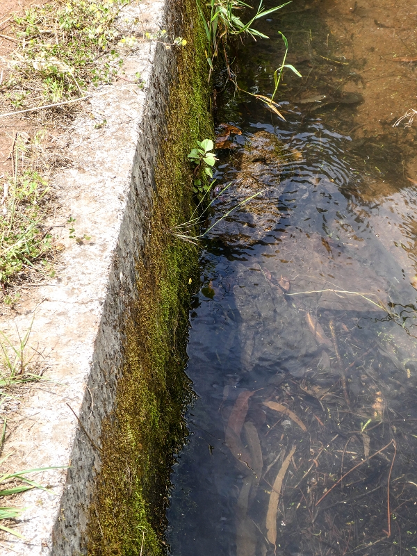 11.05.2019 Levadasuche in Gaula — Wasserabzweigung von der Levada dos Tornos — Foto 4