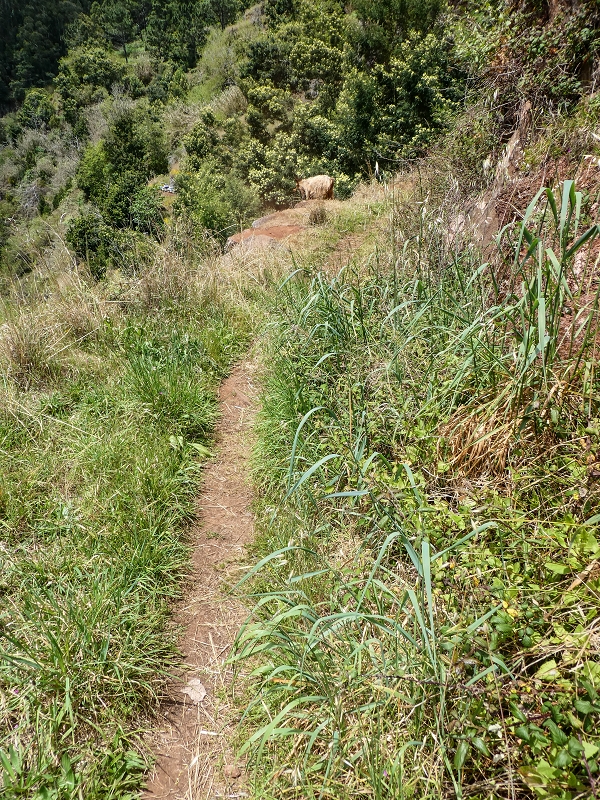 11.05.2019 Levadasuche in Gaula — Auf der Aussenseite des Tornos-Tunnels — Foto 1