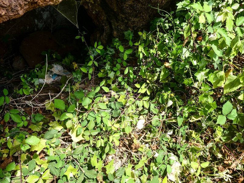 11.05.2019 Levadasuche in Gaula — Auf der Aussenseite des Tornos-Tunnels — Foto 5