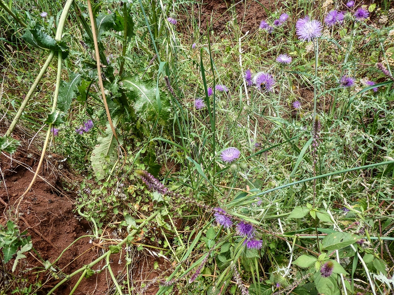 11.05.2019 Levadasuche in Gaula — Auf der Aussenseite des Tornos-Tunnels — Foto 6