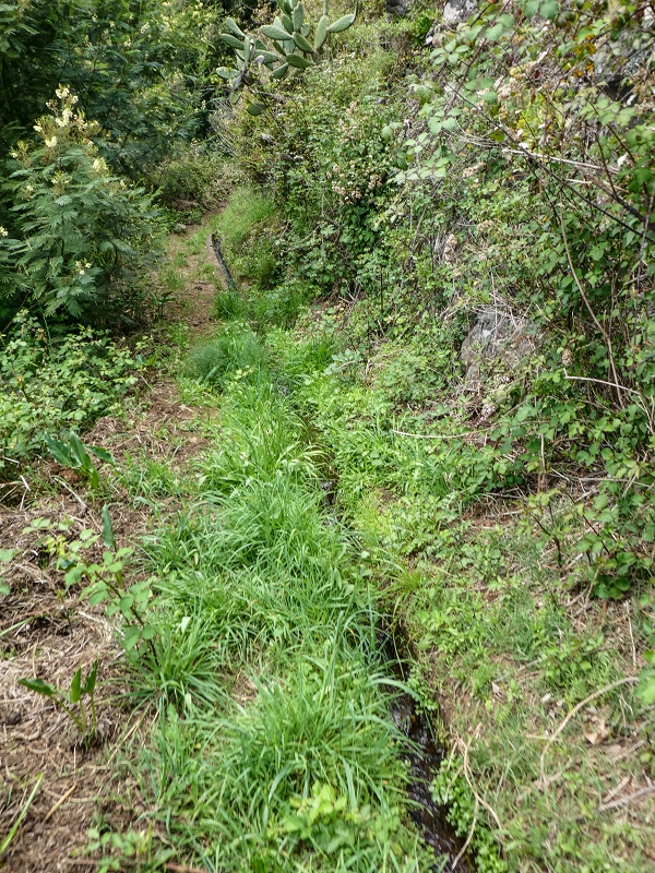 11.05.2019 Levadasuche in Gaula — Auf der Levada do Pico de Gaula zur aktiven Madre — Foto 1