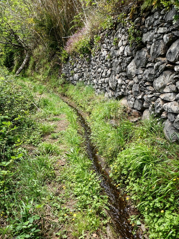 11.05.2019 Levadasuche in Gaula — Auf der Levada do Pico de Gaula zur aktiven Madre — Foto 2