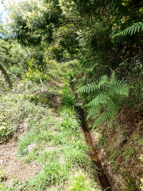 11.05.2019 Levadasuche in Gaula — Auf der Levada do Pico de Gaula zur aktiven Madre — Foto 3