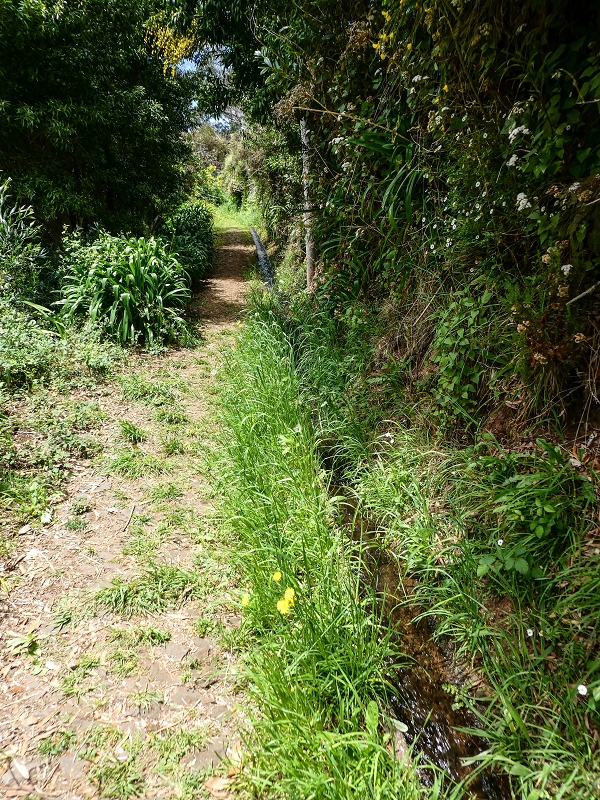 11.05.2019 Levadasuche in Gaula — Von Pico de Gaula zur Treppe an der Tornos — Foto 3