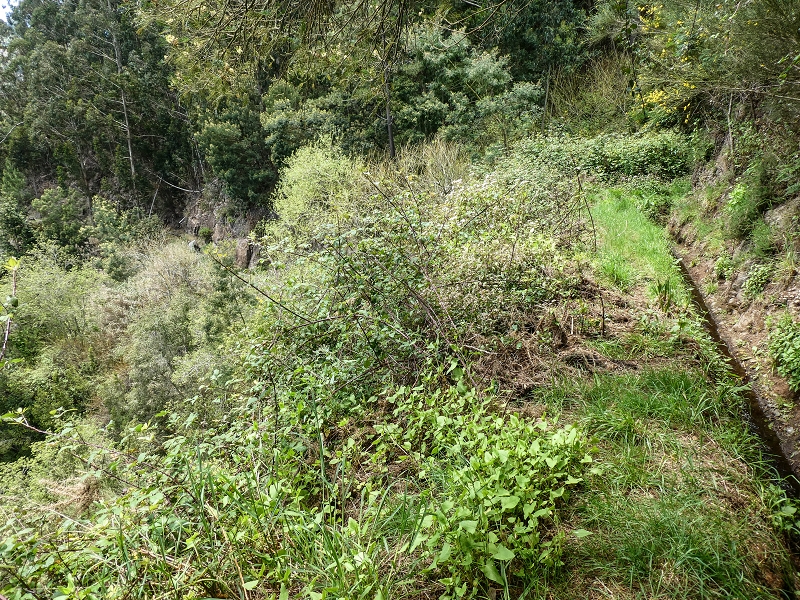 11.05.2019 Levadasuche in Gaula — Auf der Levada do Pico de Gaula zur aktiven Madre — Foto 4