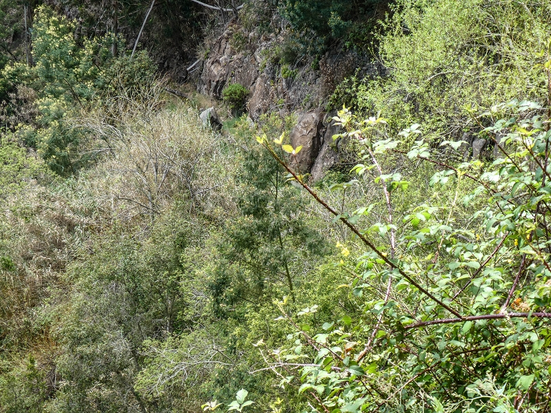 11.05.2019 Levadasuche in Gaula — Auf der Levada do Pico de Gaula zur aktiven Madre — Foto 5