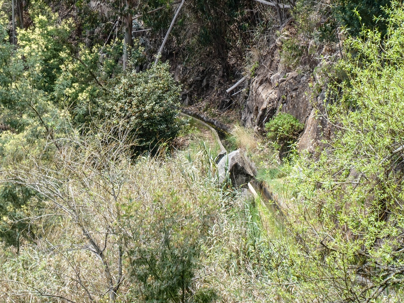 11.05.2019 Levadasuche in Gaula — Auf der Levada do Pico de Gaula zur aktiven Madre — Foto 6