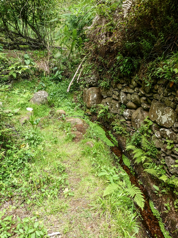 11.05.2019 Levadasuche in Gaula — Auf der Levada do Pico de Gaula zur aktiven Madre — Foto 7