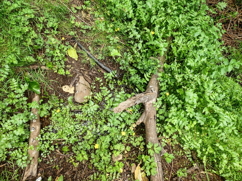 11.05.2019 Levadasuche in Gaula — Auf der Levada do Pico de Gaula zur aktiven Madre — Foto 8