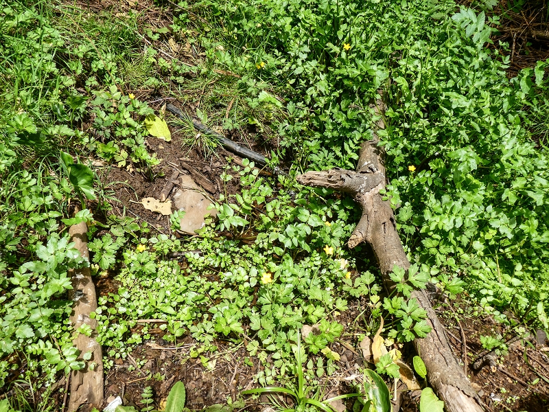 11.05.2019 Levadasuche in Gaula — Auf der Levada do Pico de Gaula zur aktiven Madre — Foto 9