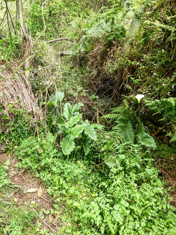 11.05.2019 Levadasuche in Gaula — Auf der Levada do Pico de Gaula zur aktiven Madre — Foto 10
