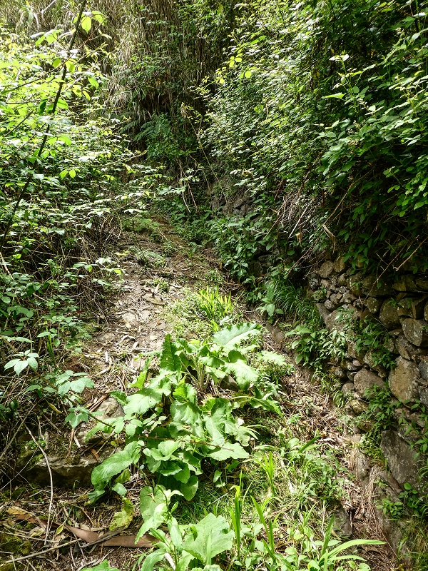 11.05.2019 Levadasuche in Gaula — Auf der alten Levada do Pico de Gaula zur alten inaktiven Madre — Foto 1
