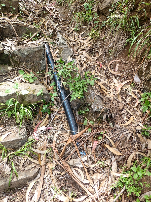 11.05.2019 Levadasuche in Gaula — Auf der alten Levada do Pico de Gaula zur alten inaktiven Madre — Foto 3