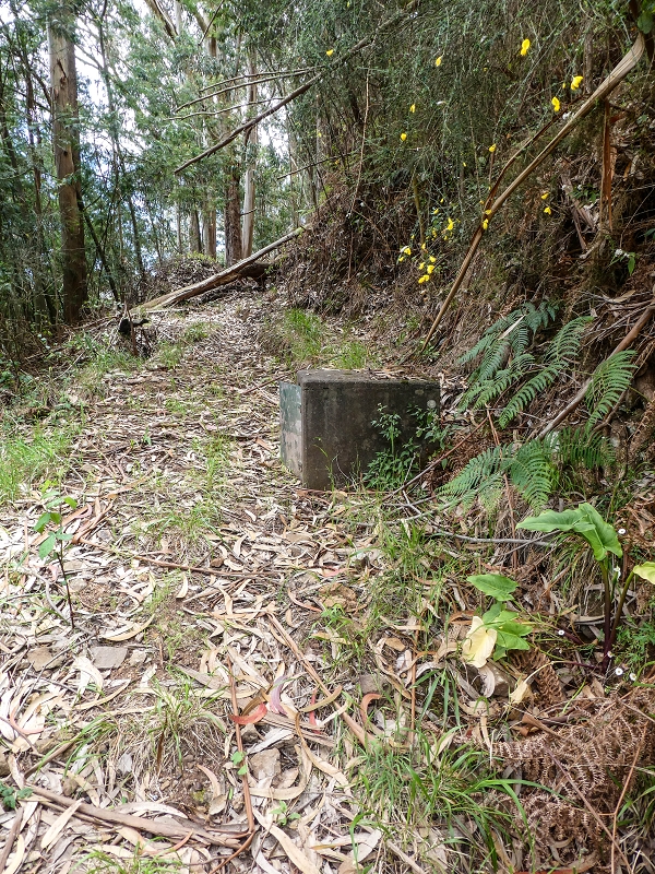 11.05.2019 Levadasuche in Gaula — Auf der alten Levada do Pico de Gaula zur alten inaktiven Madre — Foto 4