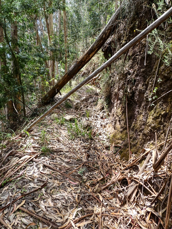 11.05.2019 Levadasuche in Gaula — Auf der alten Levada do Pico de Gaula zur alten inaktiven Madre — Foto 6