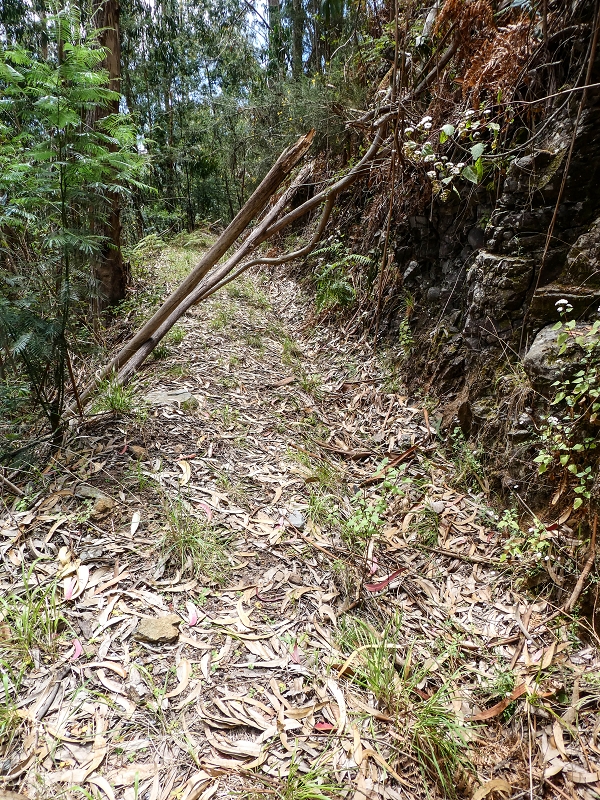 11.05.2019 Levadasuche in Gaula — Auf der alten Levada do Pico de Gaula zur alten inaktiven Madre — Foto 7