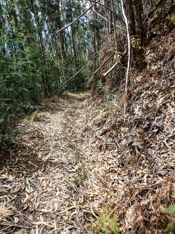 11.05.2019 Levadasuche in Gaula — Auf der alten Levada do Pico de Gaula zur alten inaktiven Madre — Foto 8