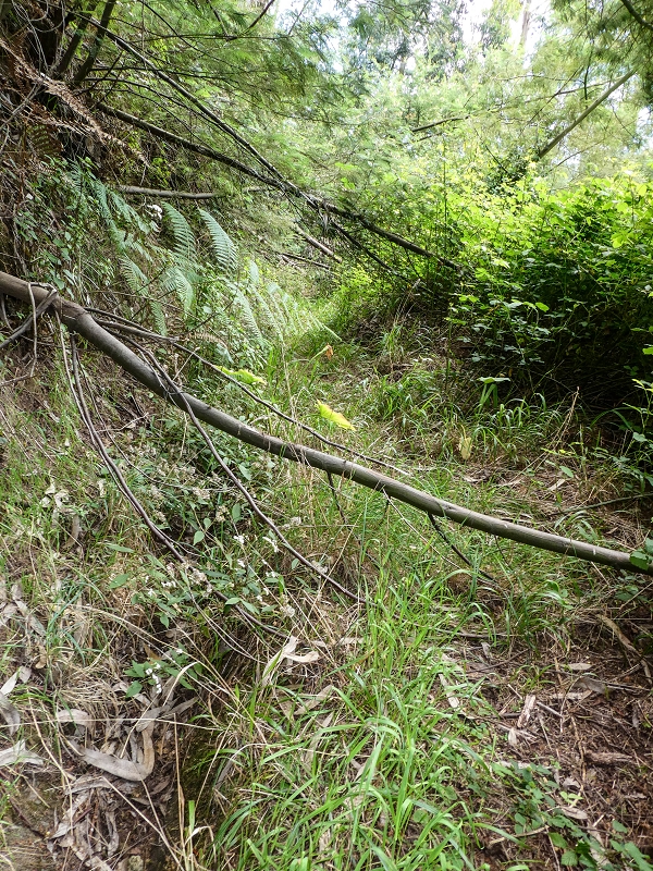 11.05.2019 Levadasuche in Gaula — Auf der alten Levada do Pico de Gaula zur alten inaktiven Madre — Foto 9