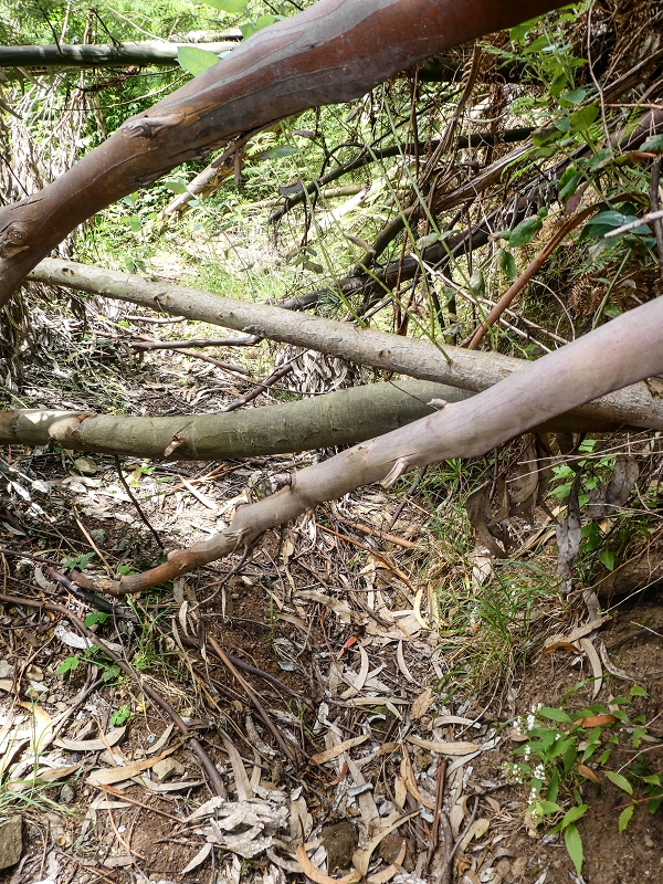 11.05.2019 Levadasuche in Gaula — Auf der alten Levada do Pico de Gaula zur alten inaktiven Madre — Foto 10