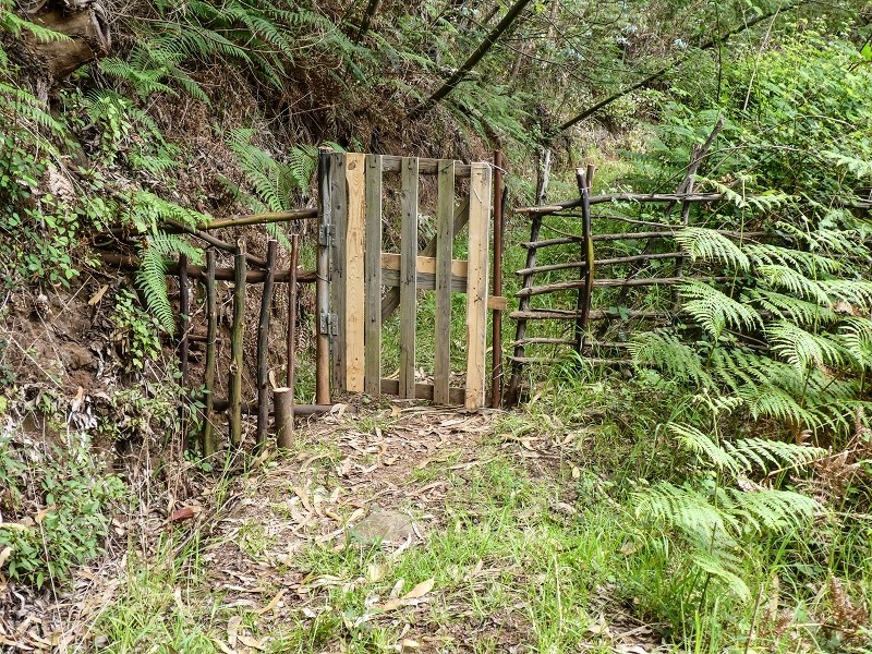 11.05.2019 Levadasuche in Gaula — Auf der alten Levada do Pico de Gaula zur alten inaktiven Madre — Foto 11
