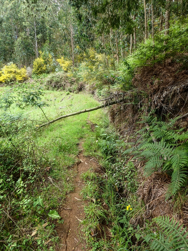 11.05.2019 Levadasuche in Gaula — Auf der alten Levada do Pico de Gaula zur alten inaktiven Madre — Foto 12