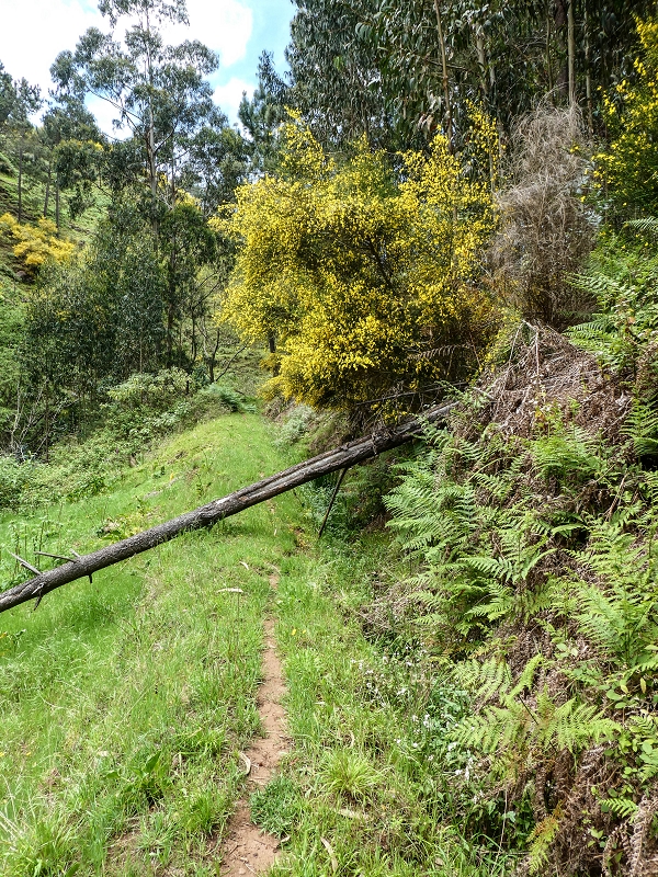 11.05.2019 Levadasuche in Gaula — Auf der alten Levada do Pico de Gaula zur alten inaktiven Madre — Foto 13