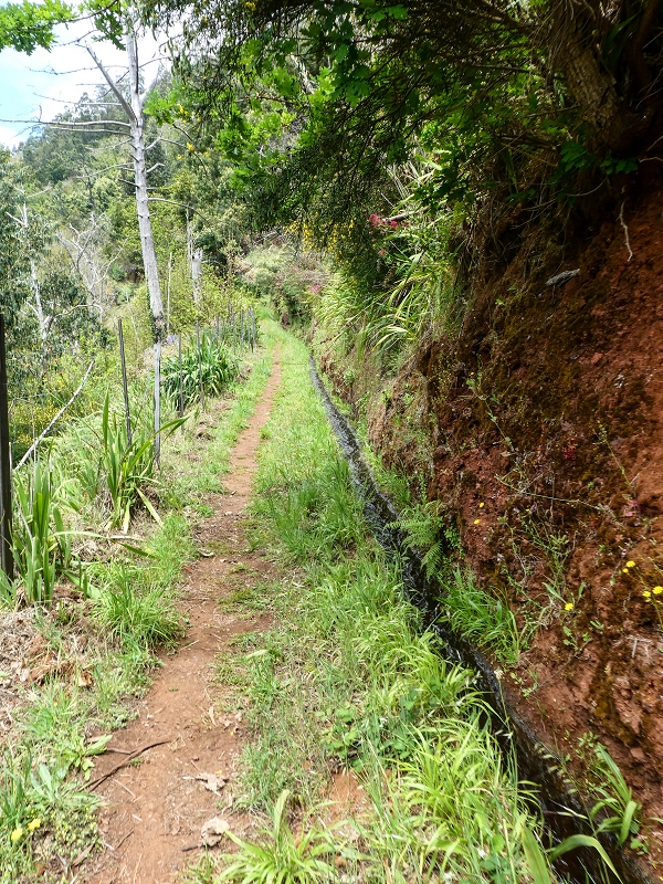 11.05.2019 Levadasuche in Gaula — Von Pico de Gaula zur Treppe an der Tornos — Foto 5