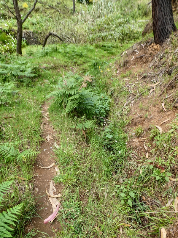 11.05.2019 Levadasuche in Gaula — Auf der alten Levada do Pico de Gaula zur alten inaktiven Madre — Foto 14