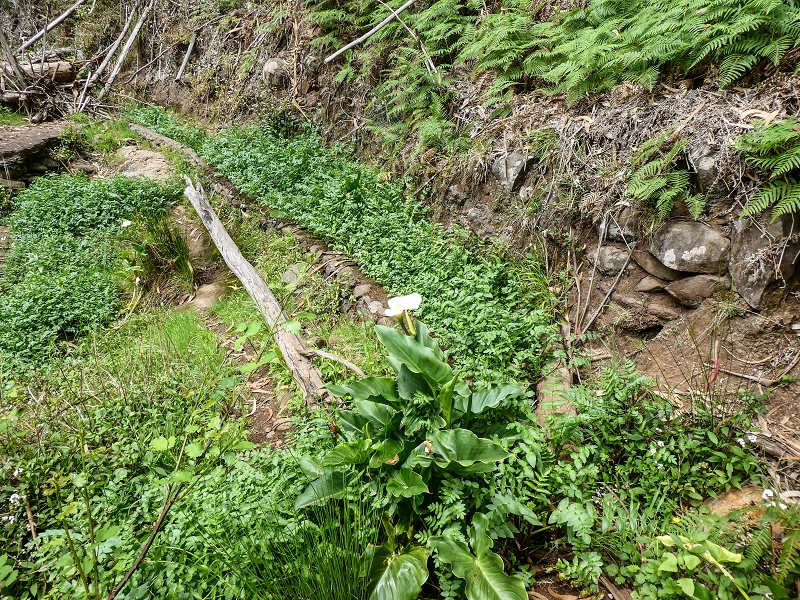 11.05.2019 Levadasuche in Gaula — Die alte Madre in der Ribeira da Metade — Foto 1