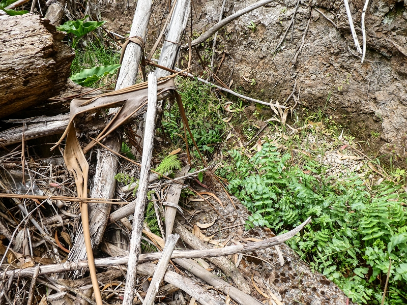 11.05.2019 Levadasuche in Gaula — Die alte Madre in der Ribeira da Metade — Foto 2