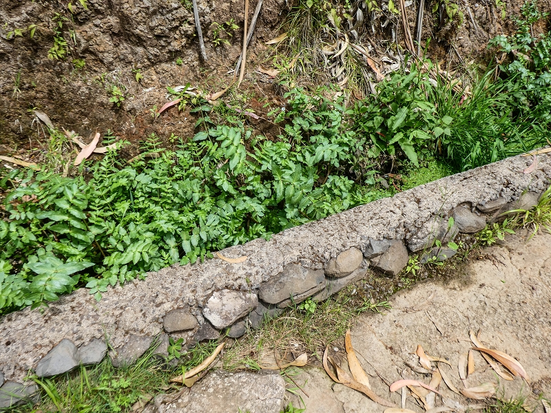 11.05.2019 Levadasuche in Gaula — Die alte Madre in der Ribeira da Metade — Foto 3