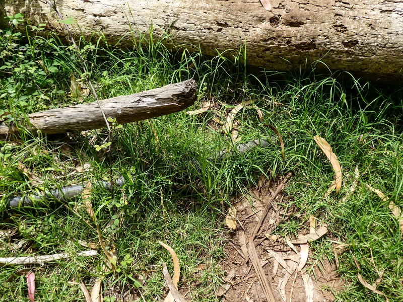 11.05.2019 Levadasuche in Gaula — Die alte Madre in der Ribeira da Metade — Foto 4