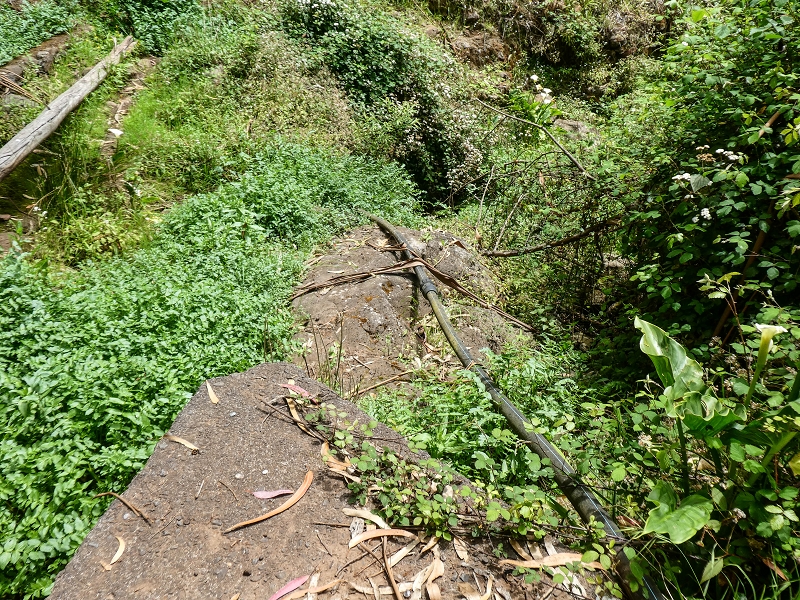 11.05.2019 Levadasuche in Gaula — Die alte Madre in der Ribeira da Metade — Foto 5