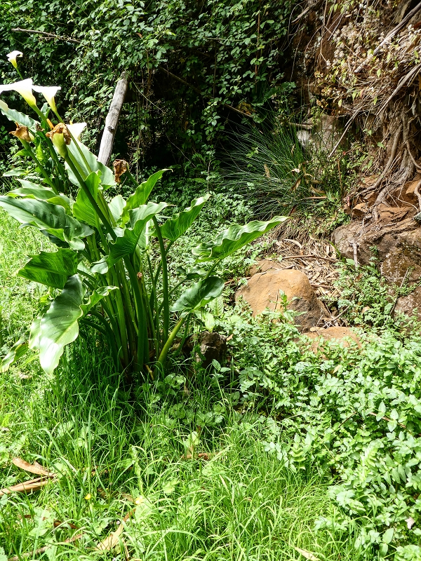 11.05.2019 Levadasuche in Gaula — Die alte Madre in der Ribeira da Metade — Foto 6