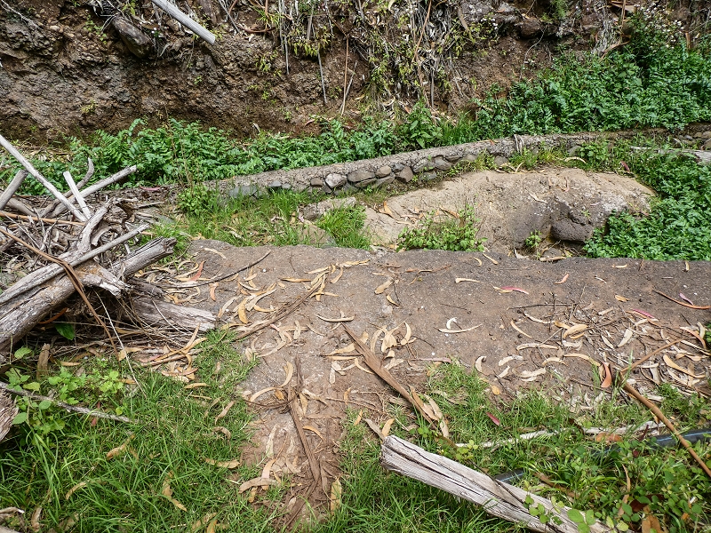 11.05.2019 Levadasuche in Gaula — Die alte Madre in der Ribeira da Metade — Foto 7