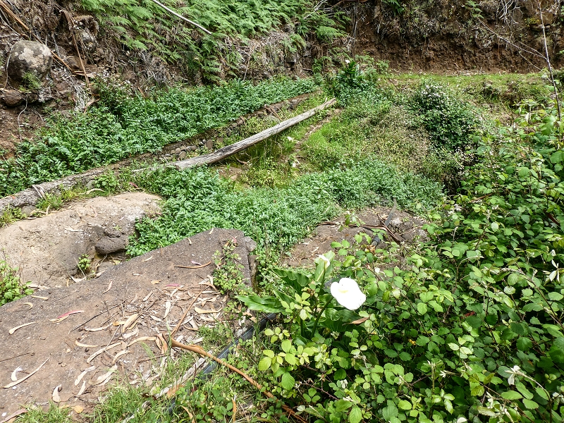 11.05.2019 Levadasuche in Gaula — Die alte Madre in der Ribeira da Metade — Foto 8