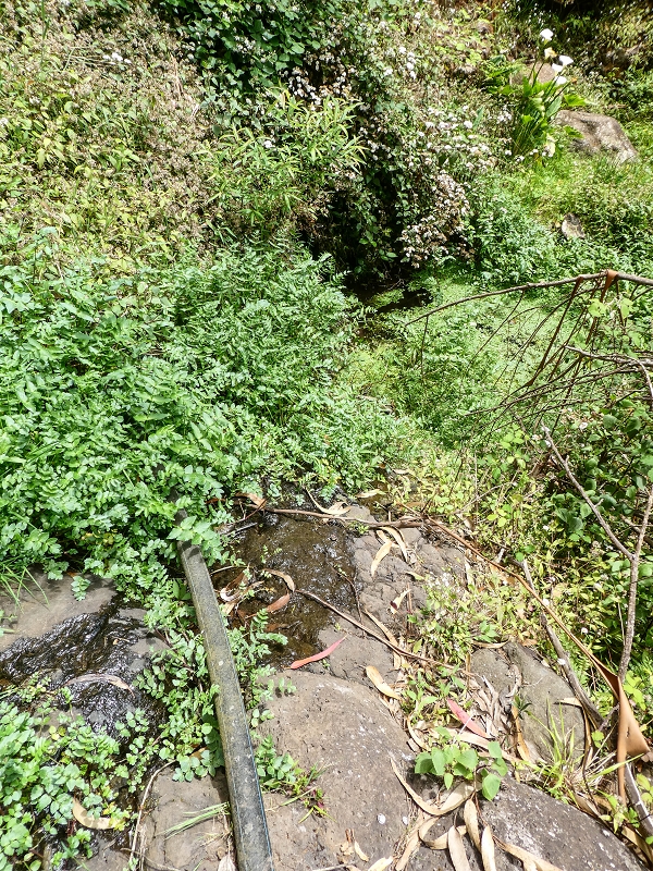 11.05.2019 Levadasuche in Gaula — Die alte Madre in der Ribeira da Metade — Foto 9