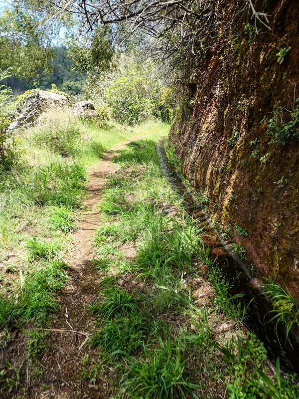 11.05.2019 Levadasuche in Gaula — Von Pico de Gaula zur Treppe an der Tornos — Foto 6