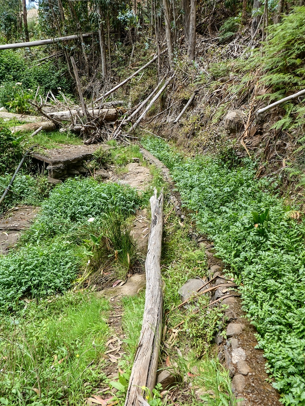 11.05.2019 Levadasuche in Gaula — Die alte Madre in der Ribeira da Metade — Foto 11