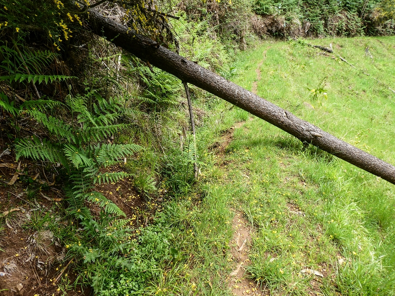 11.05.2019 Levadasuche in Gaula — Zurück nach Pico de Gaula — Foto 2